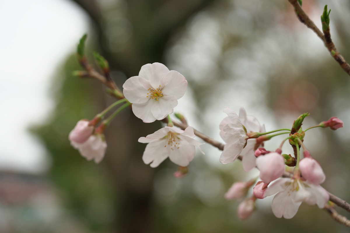 桜-2