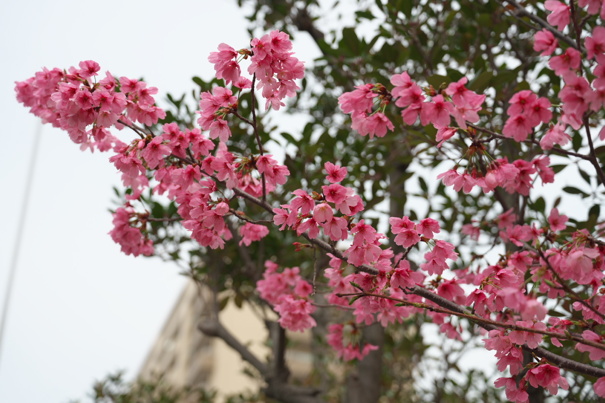 河津桜