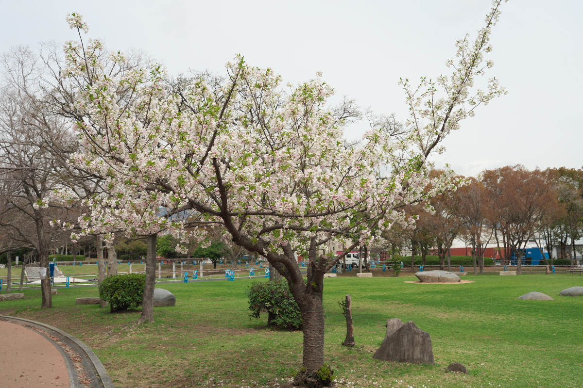 桜-3