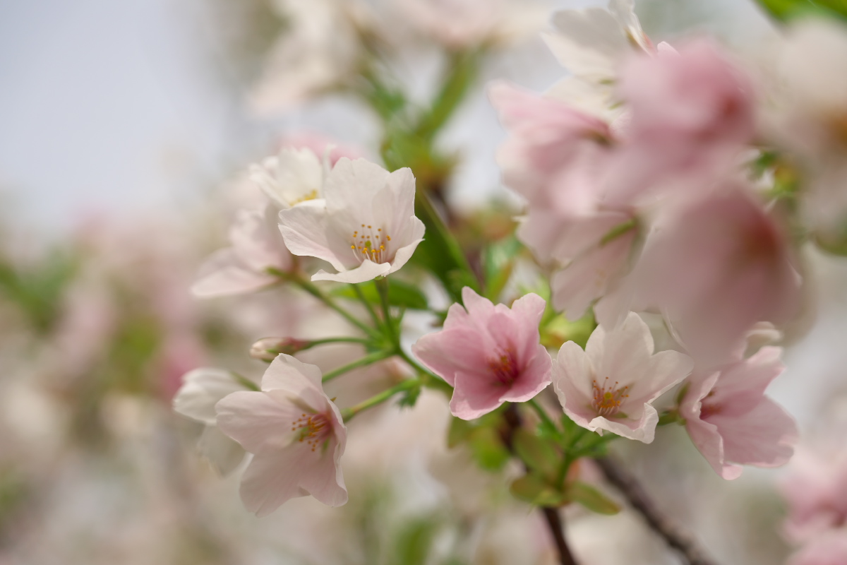 桜-4