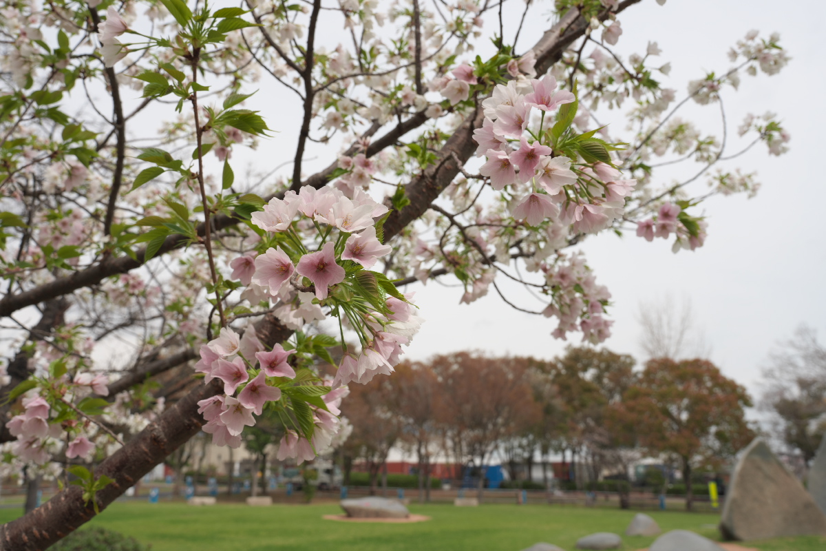 桜-5