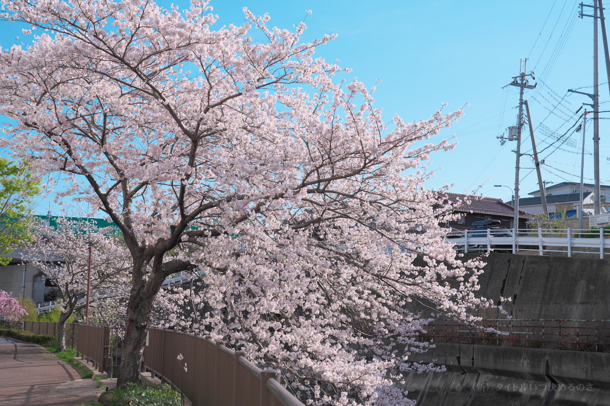 桜-1