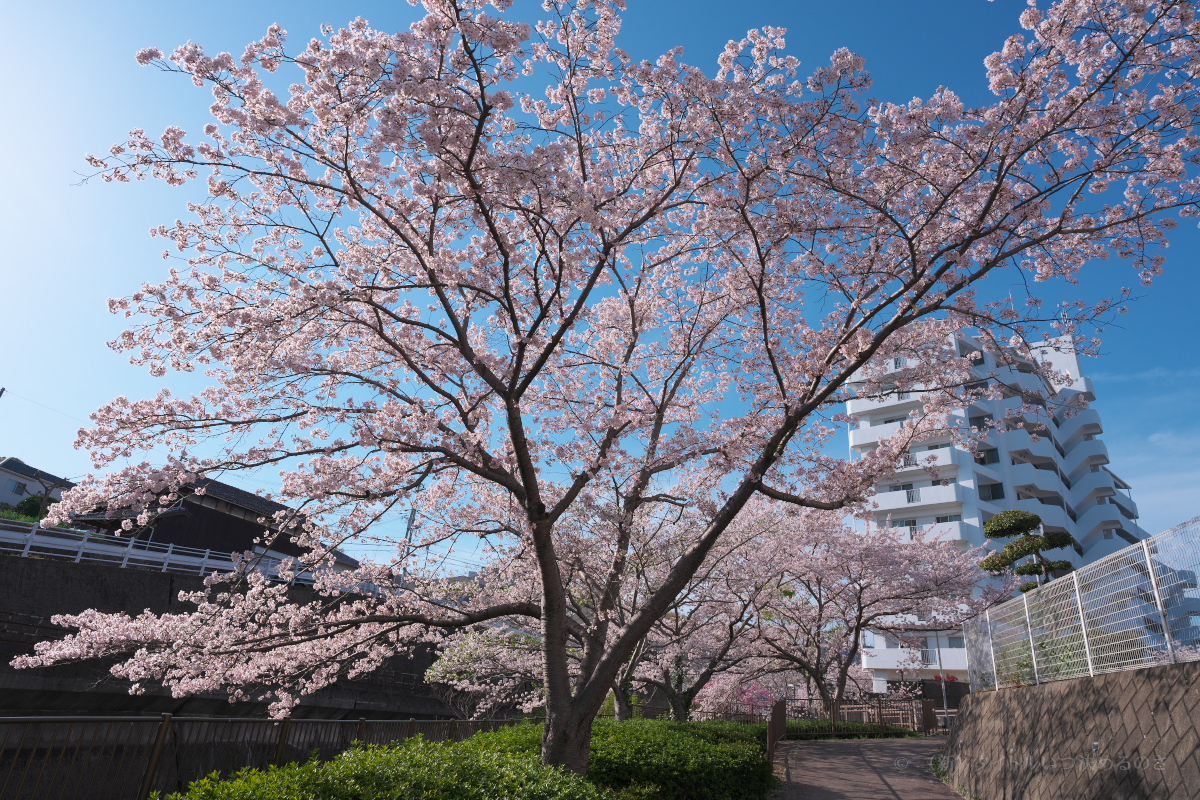 桜-2