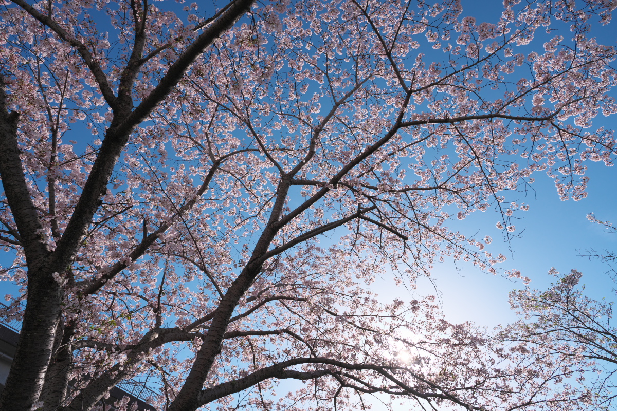 桜-3
