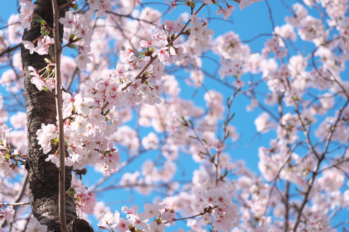 桜-4
