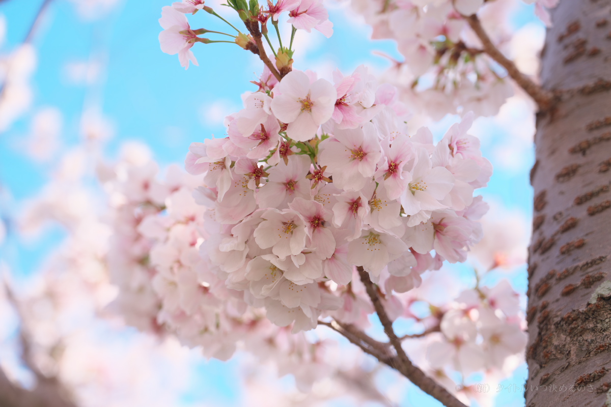 桜-5