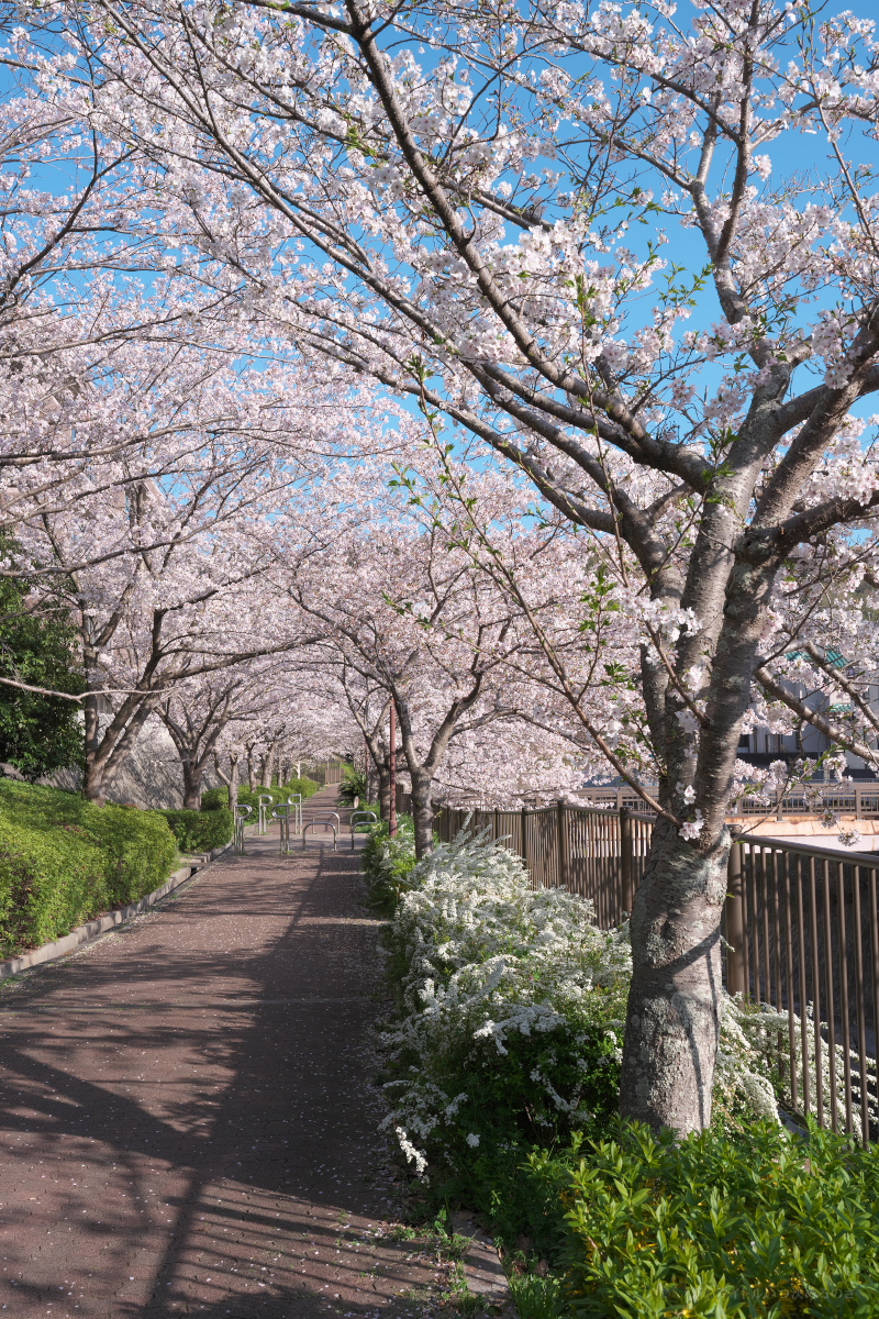 桜-6