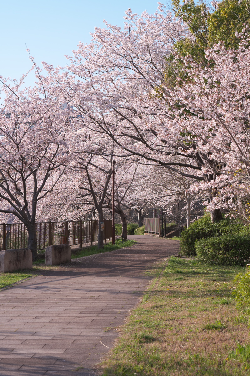 桜-7