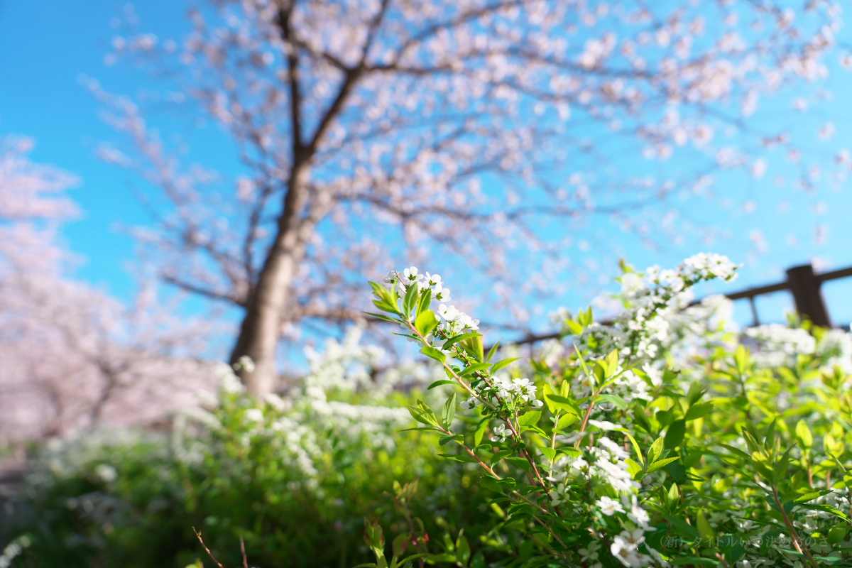 桜-8