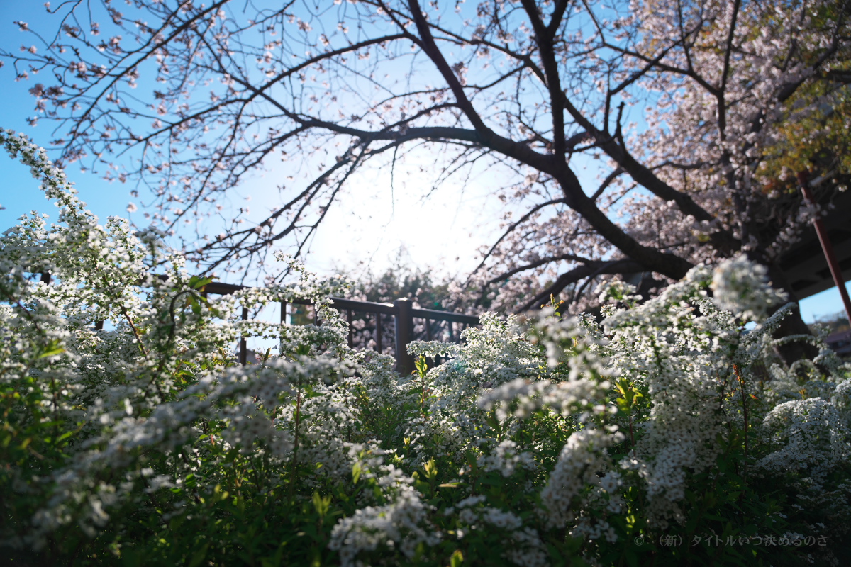 桜-9