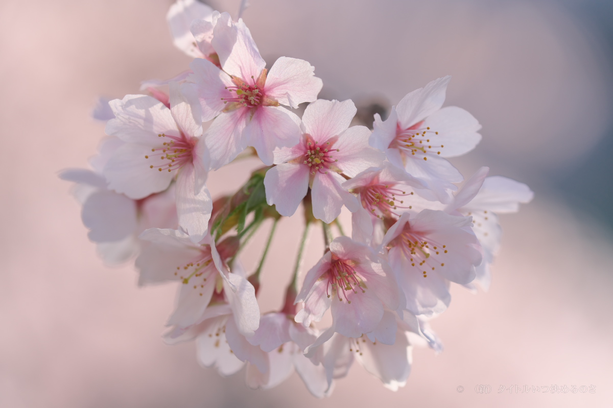 桜-10