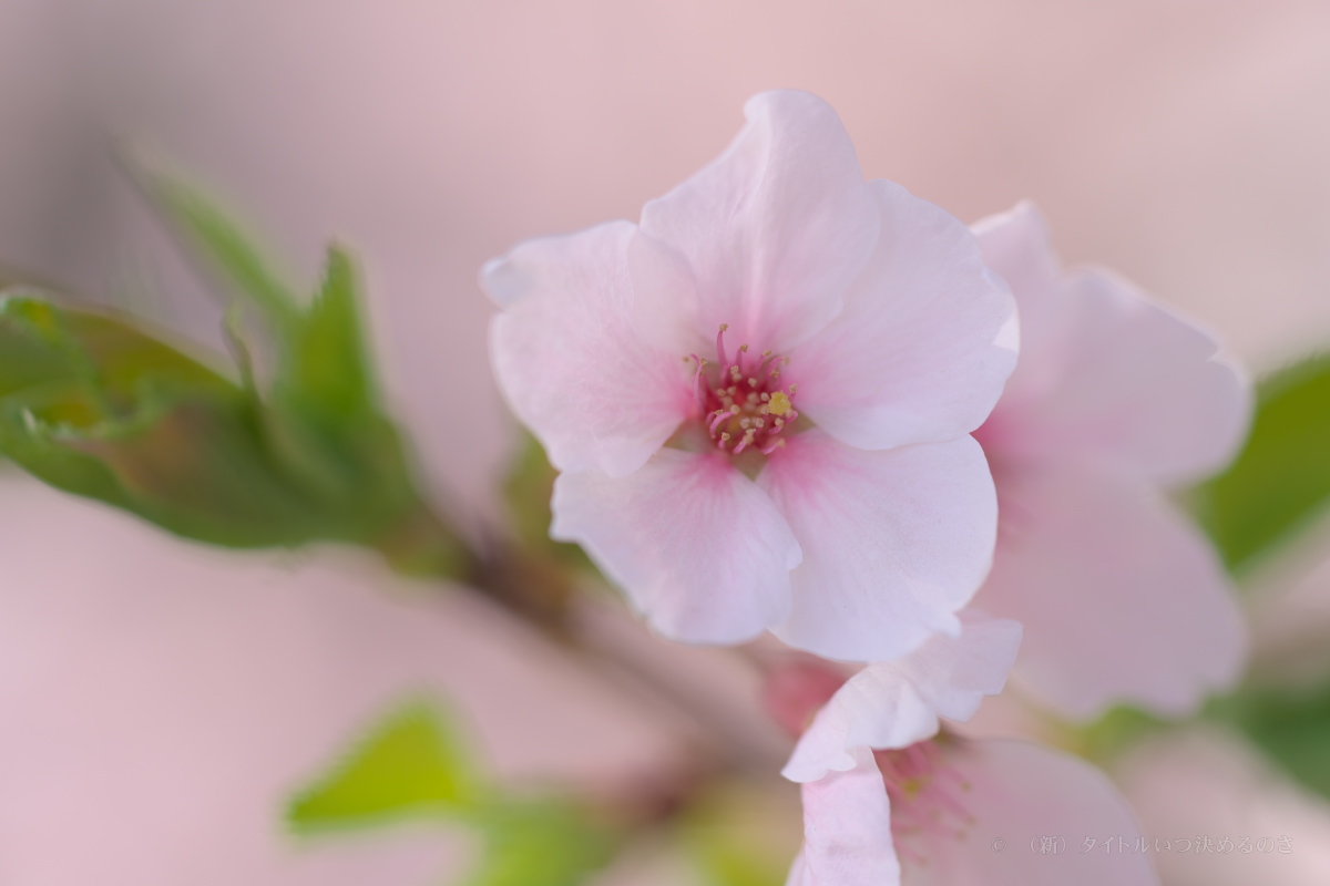 桜-11