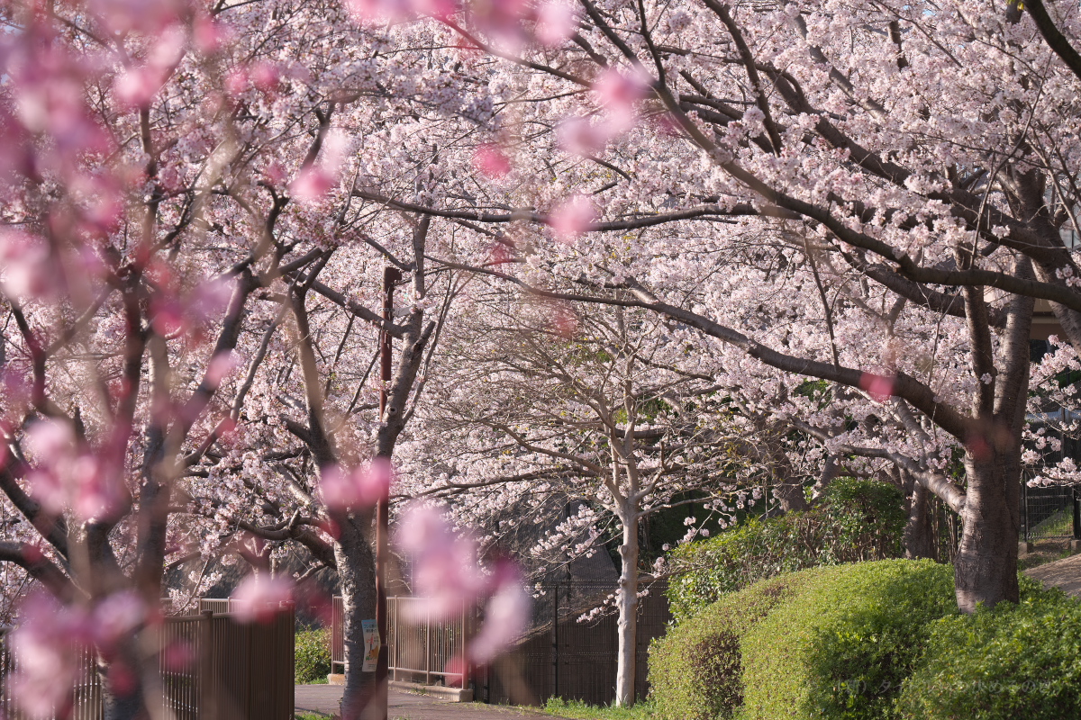 桜-12