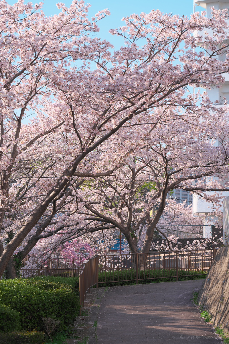 桜-13