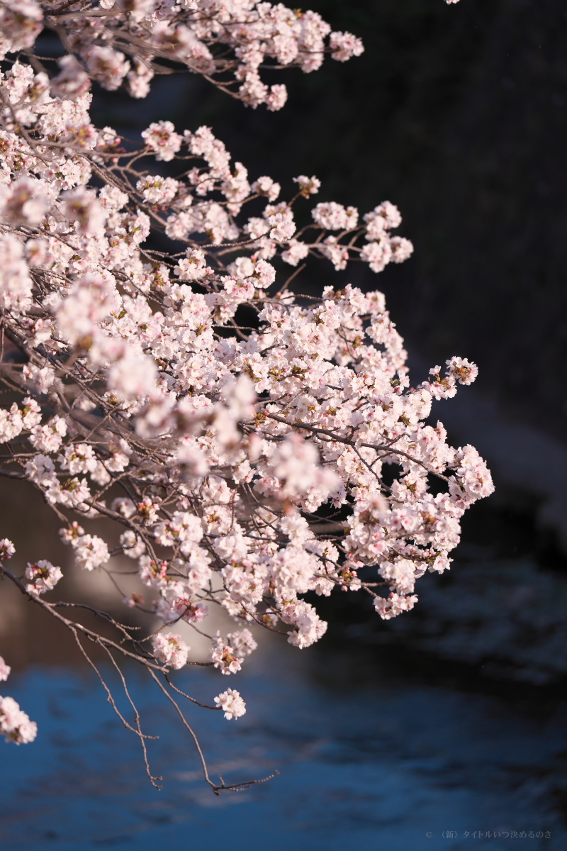 桜-14