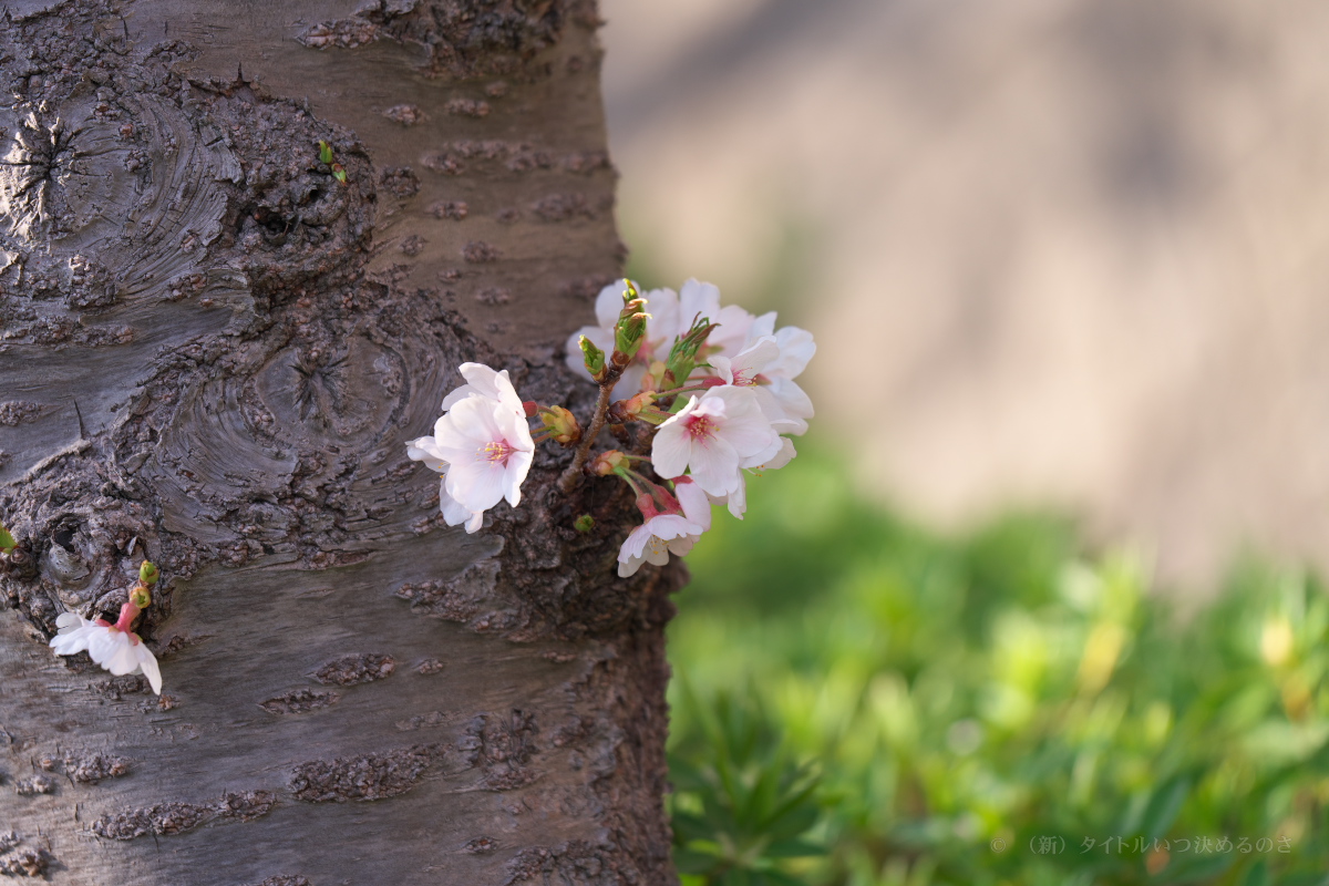 桜-15