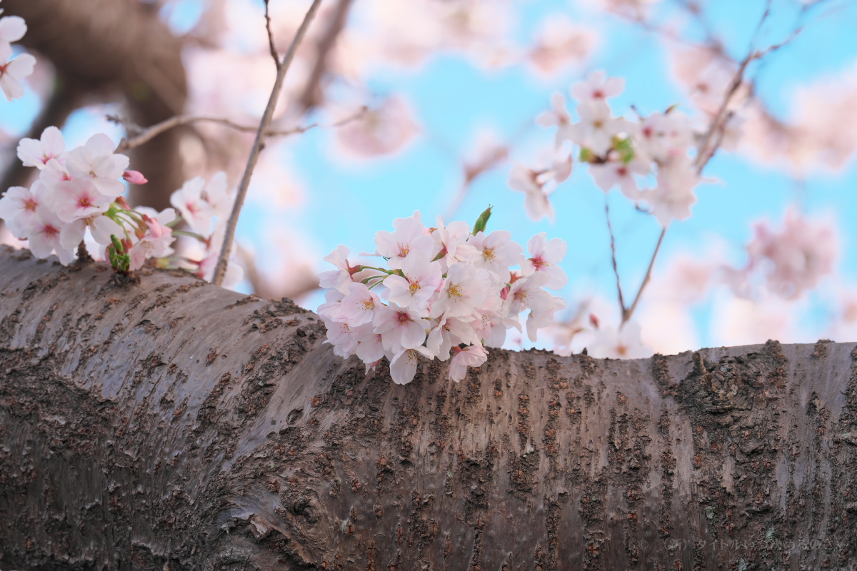 桜-16