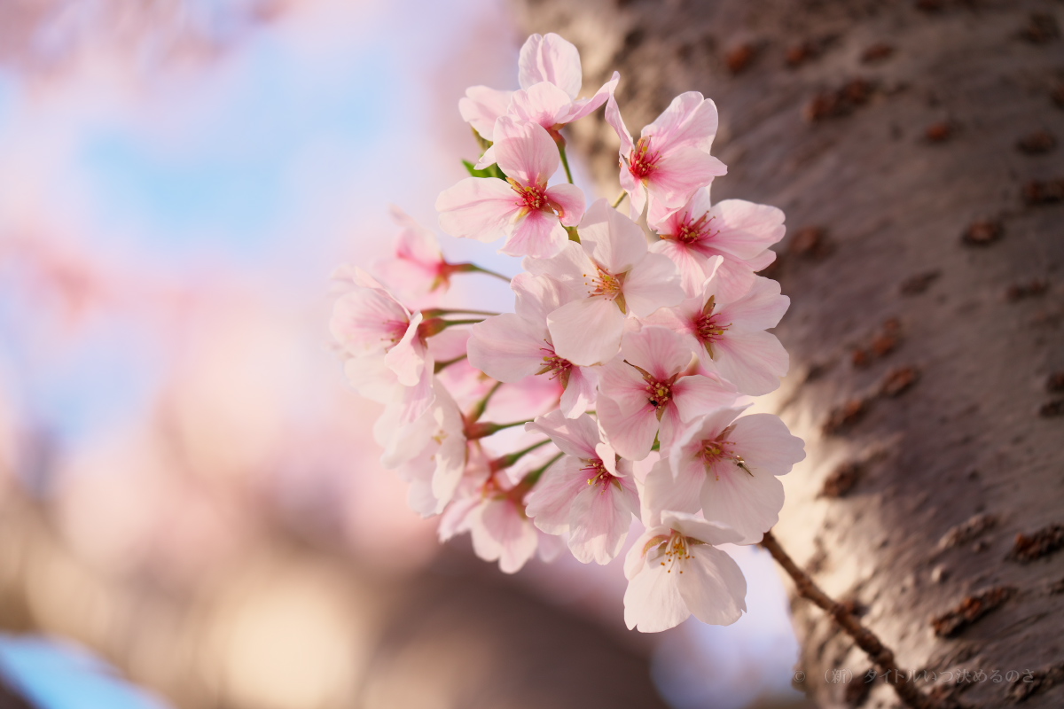 桜-17