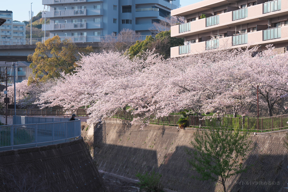 桜-18