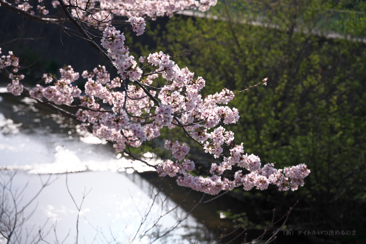 桜-19
