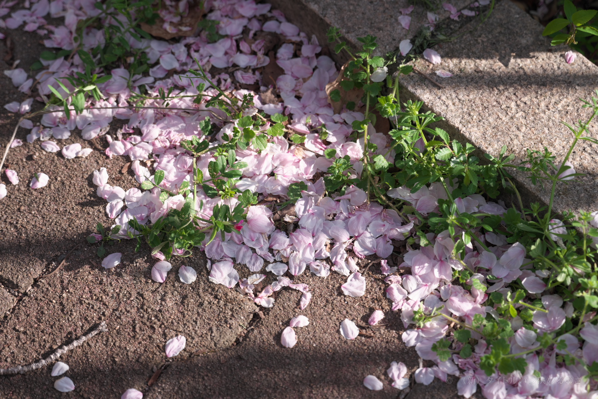 桜-19