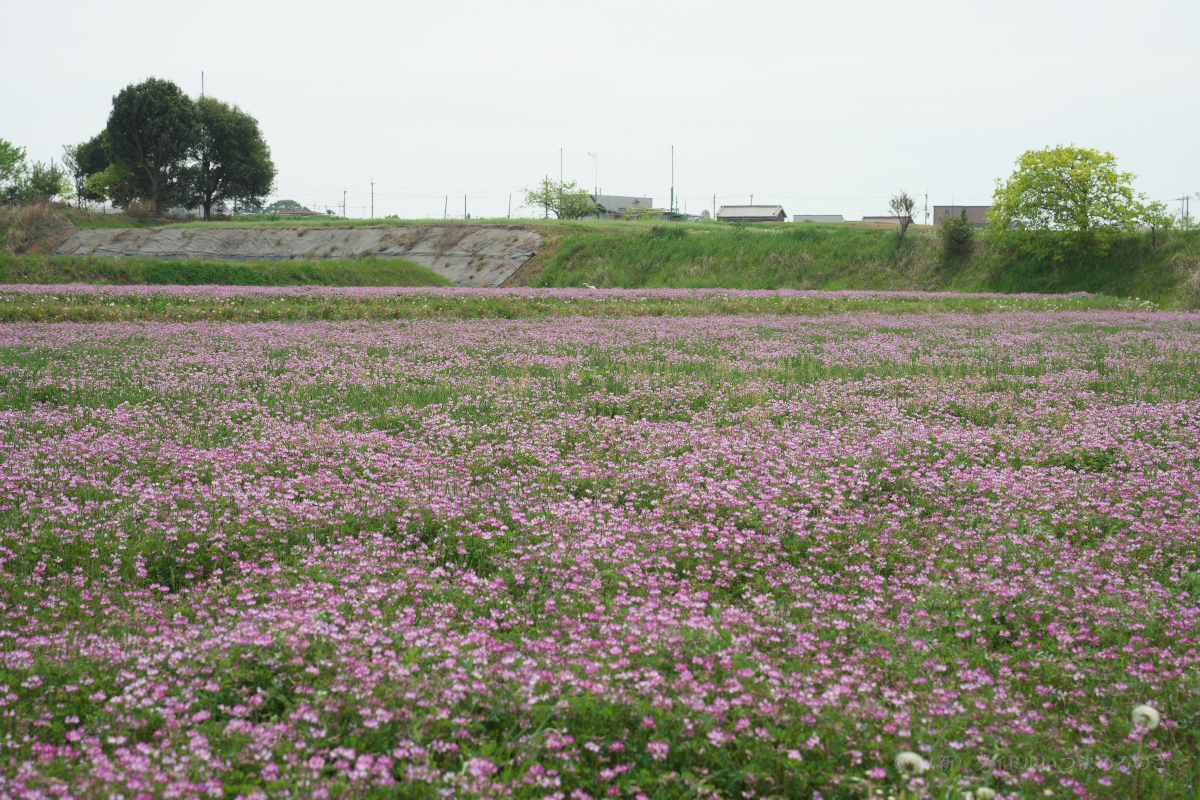 蓮花畑-1