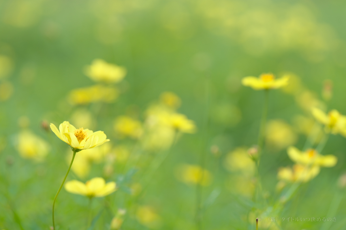 髭の渡し-30