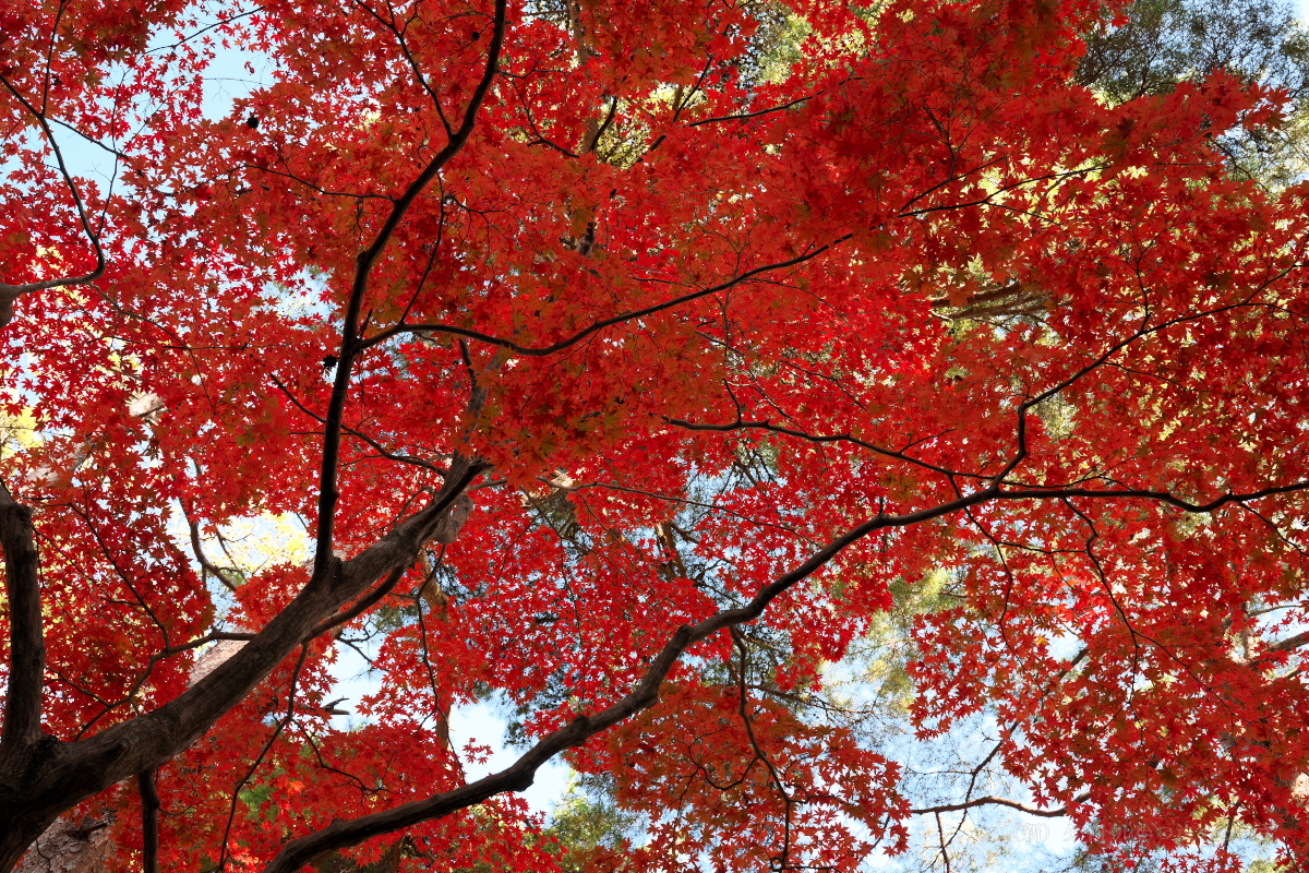 再度公園-5