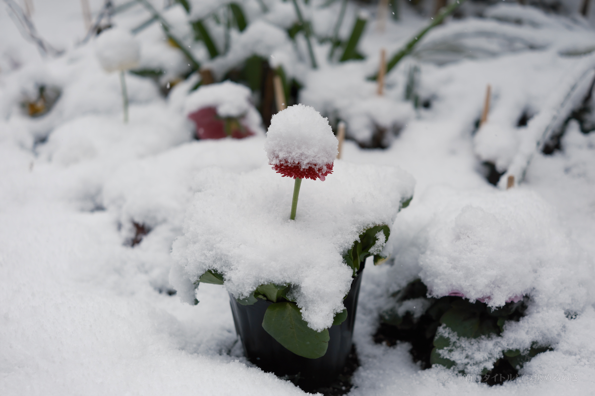 雪-1