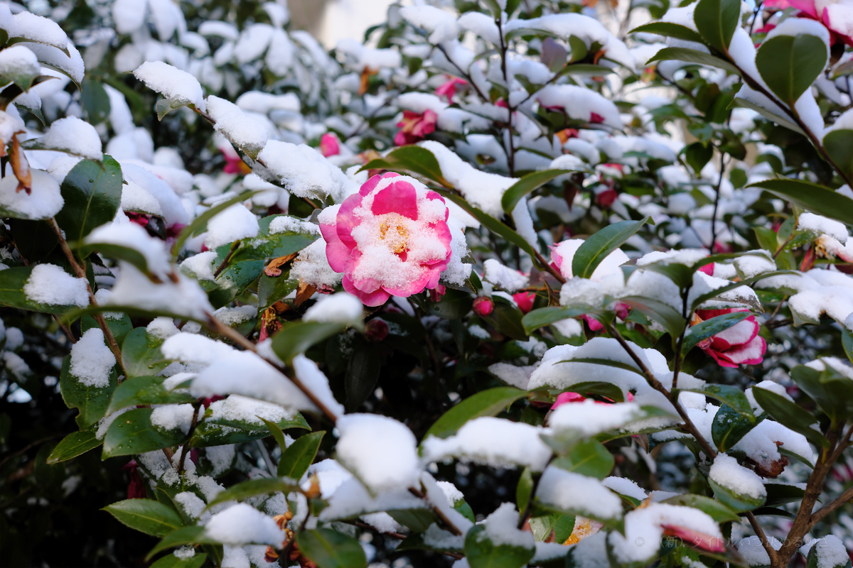 雪-3