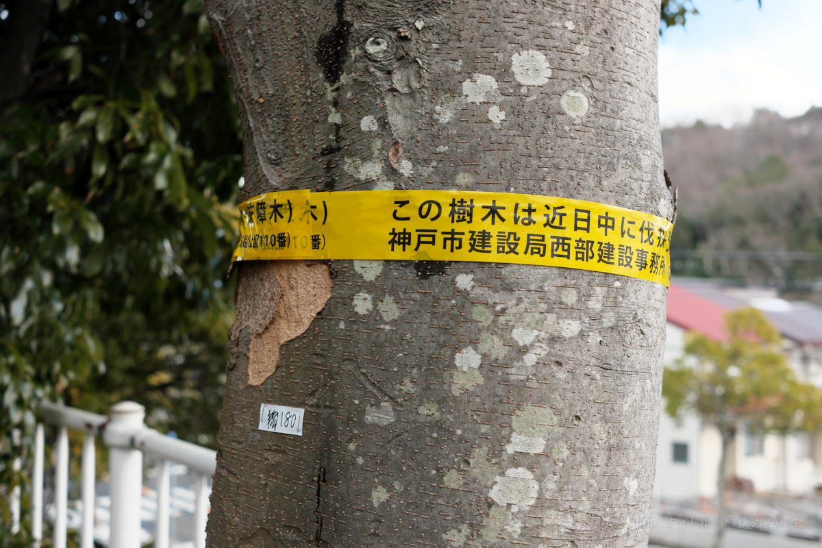 伐採候補