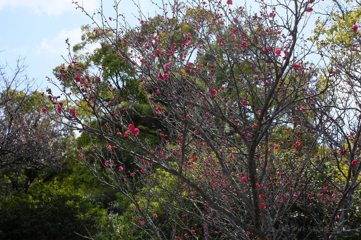 明石城公園-2