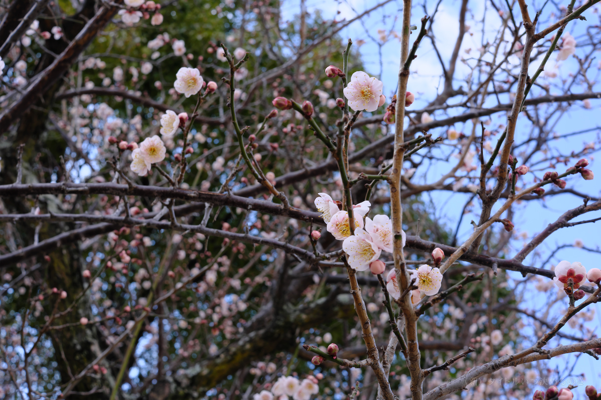 明石城公園-3