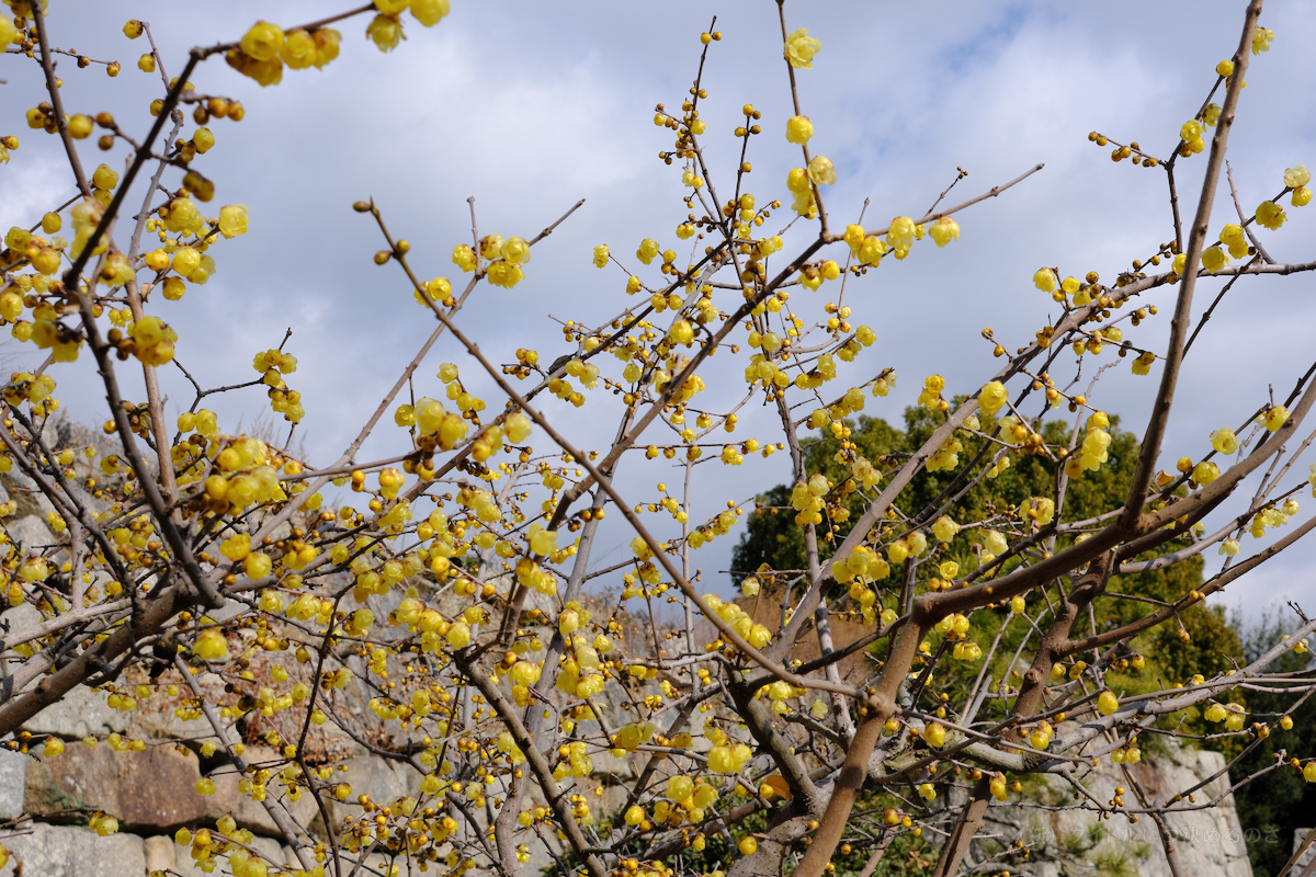 明石城公園-4