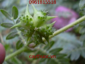 f:id:VyNguyen0507:20200117181551j:plain