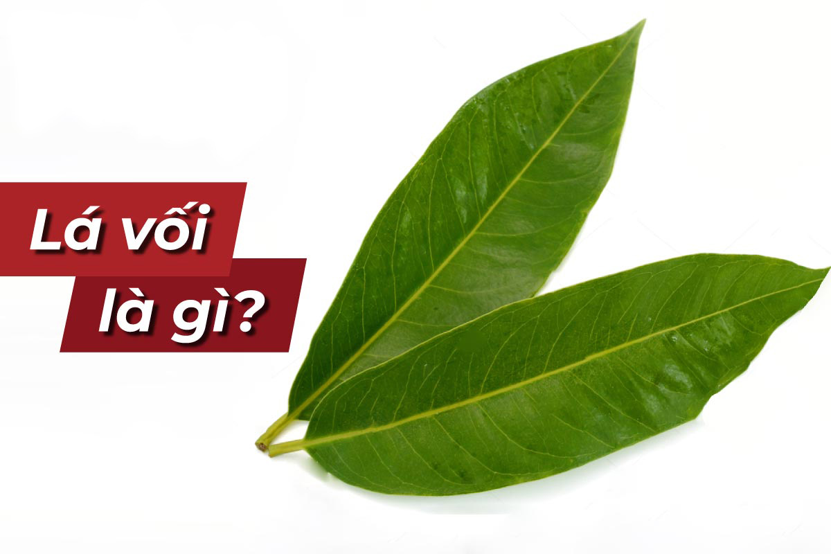 Lá vối