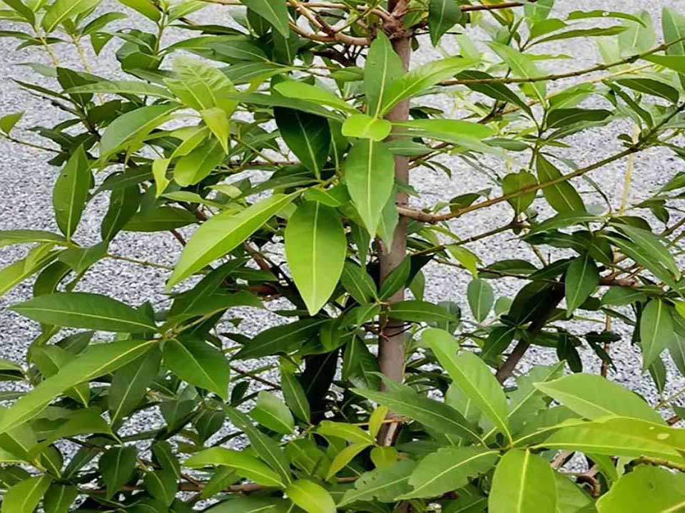 Tác dụng của lá vối