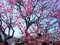 ume