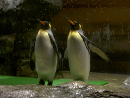 f:id:WAT:20090201131520j:image