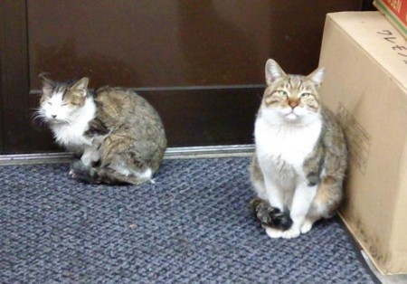 f:id:WAT:20100207230828j:image