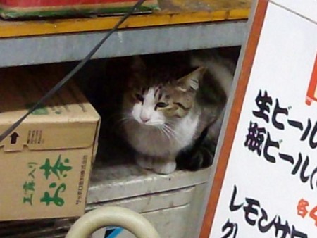 f:id:WAT:20100207231541j:image