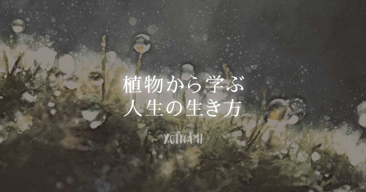 植物から学ぶスピリチュアルな人生の生き方