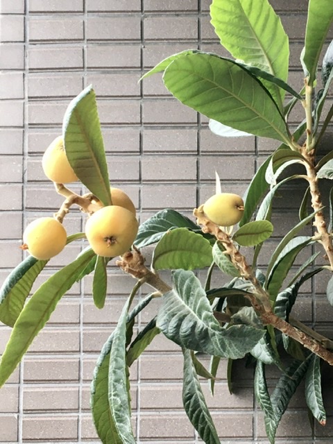 f:id:WEBshokudou:20200627212844j:plain f:id:WEBshokudou:20200627212844j:plain