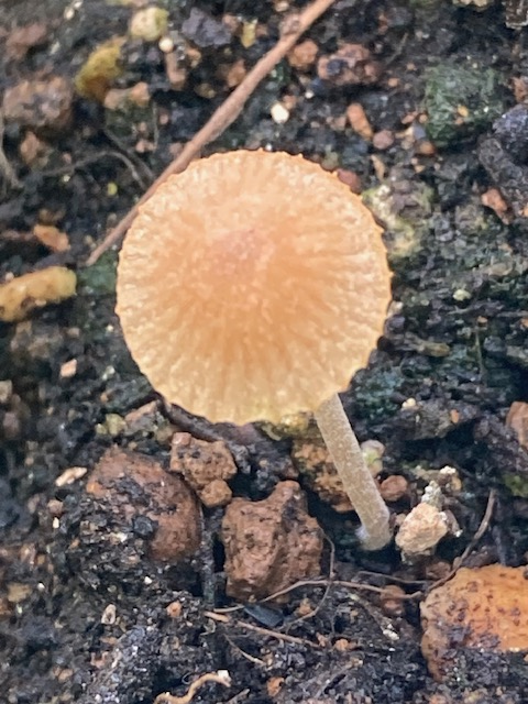 プランターに生えてきたキノコをしらべてみた - 定年後の人生：自由と