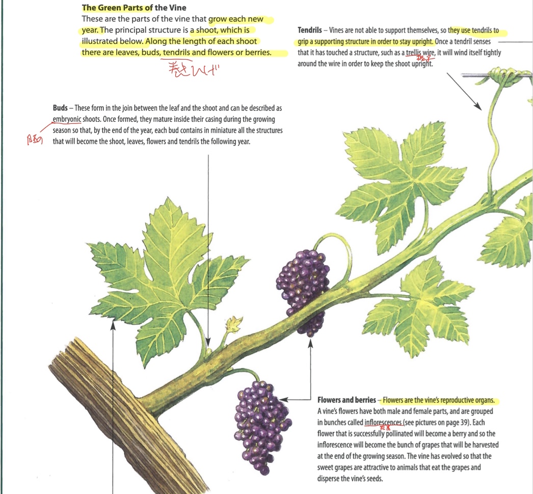 f:id:WSET:20190407071706j:plain f:id:WSET:20190407071706j:plain