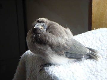 f:id:Wattlebird:20160723153354j:plain f:id:Wattlebird:20160723153354j:plain