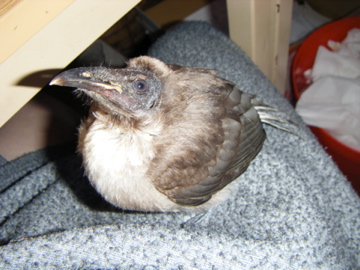 f:id:Wattlebird:20160723154117j:plain f:id:Wattlebird:20160723154117j:plain