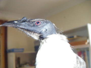 f:id:Wattlebird:20160723154321j:plain f:id:Wattlebird:20160723154321j:plain