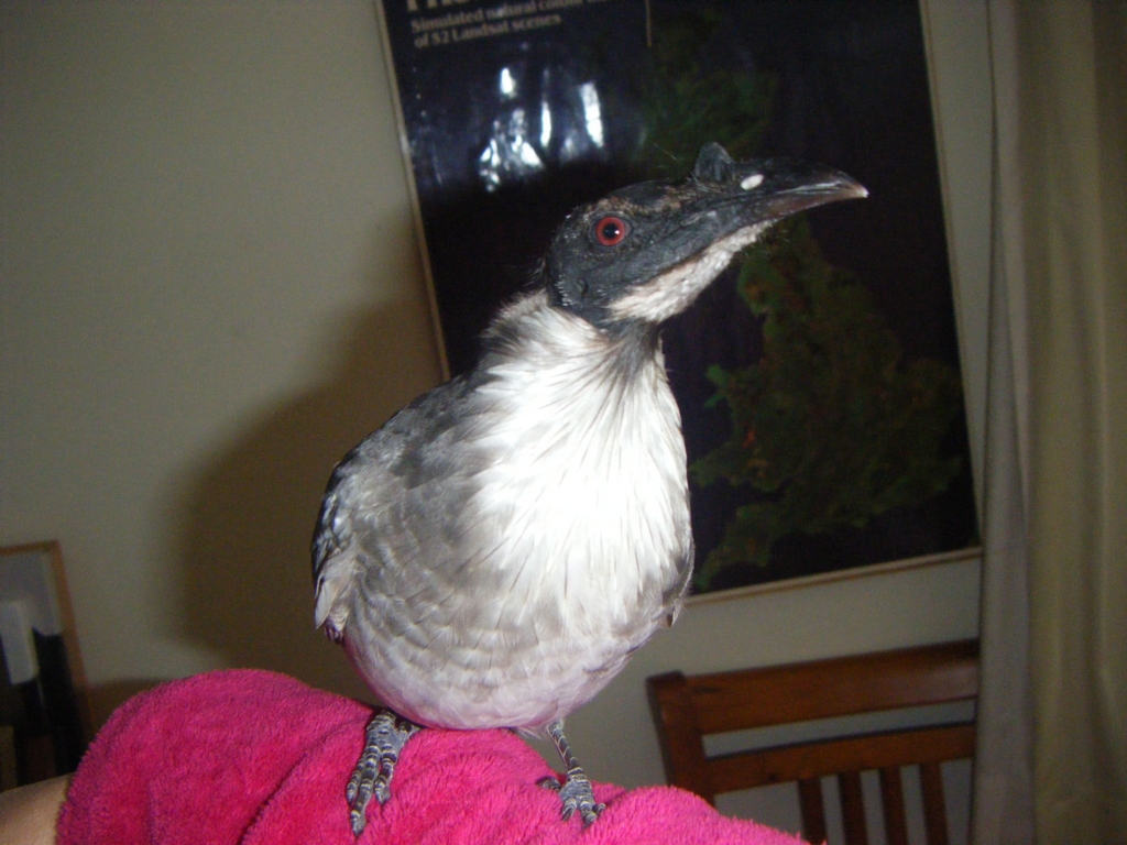 f:id:Wattlebird:20160723155712j:plain f:id:Wattlebird:20160723155712j:plain