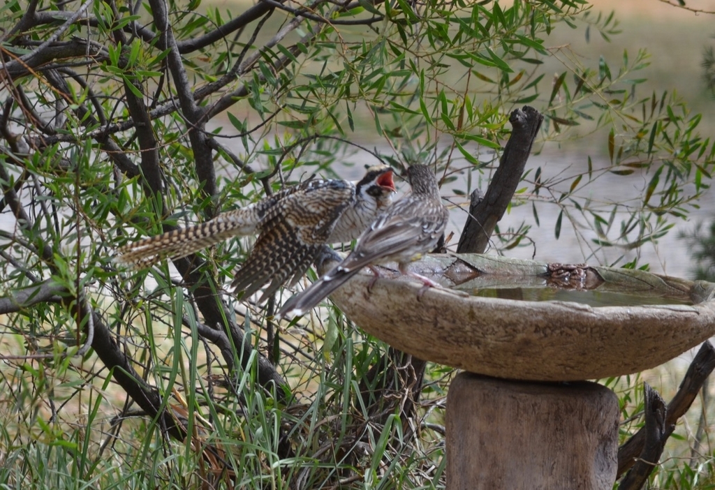 f:id:Wattlebird:20190117071724j:plain f:id:Wattlebird:20190117071724j:plain